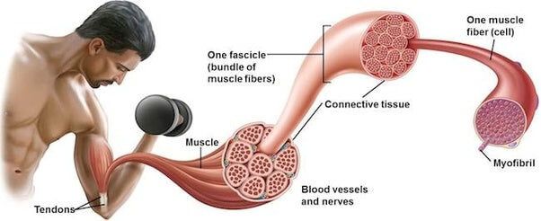 muscle_anatomy (1).jpg
