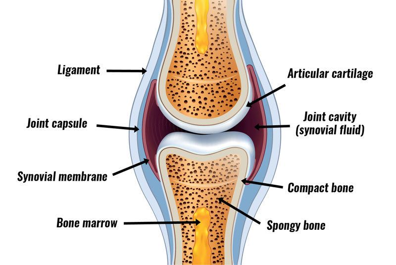 synovial-joint-structure800.jpg